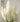 Artificial Reed Grass Plant from maija