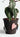 CIIREALS Love Tanabata Ceramic Planter from maija