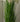 Artificial Reed Grass Plant from maija