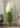 Artificial Reed Grass Plant from maija