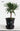 CIIREALS Raindrop Ceramic Planter from maija