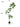 Artificial Golden Banyan Rubber Plant from maija