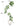 Artificial Golden Banyan Rubber Plant from maija