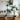 LOU Monkey Head Fern Artificial Plant from LOU