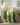 Artificial Reed Grass Plant from maija