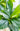 Artificial Loquat Plant from maija