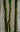 Artificial Spring Feather Plant from maija