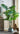 Artificial Spring Feather Plant from maija