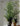 CIIREALS Overnight Muffin Ceramic Planter from maija