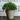 JUHAN Isolde Lush Greenery Decorative Potted Plant from JUHAN