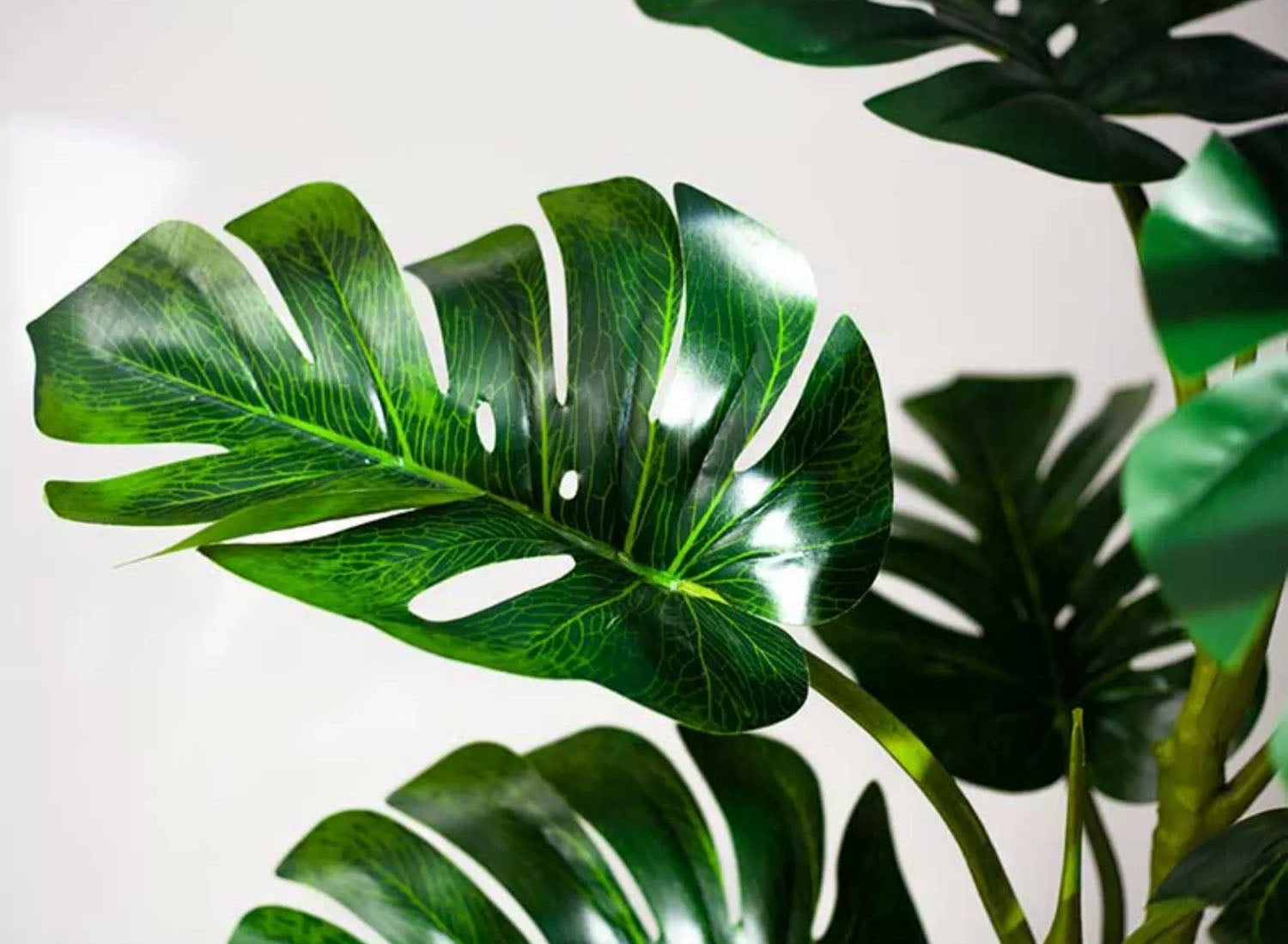 Bringing nature indoors is a simple yet effective way to transform your space into a relaxing retreat