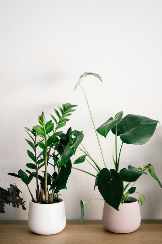 The Benefits of Indoor Plants for a Healthy Home