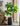 Artificial Loquat Plant from maija