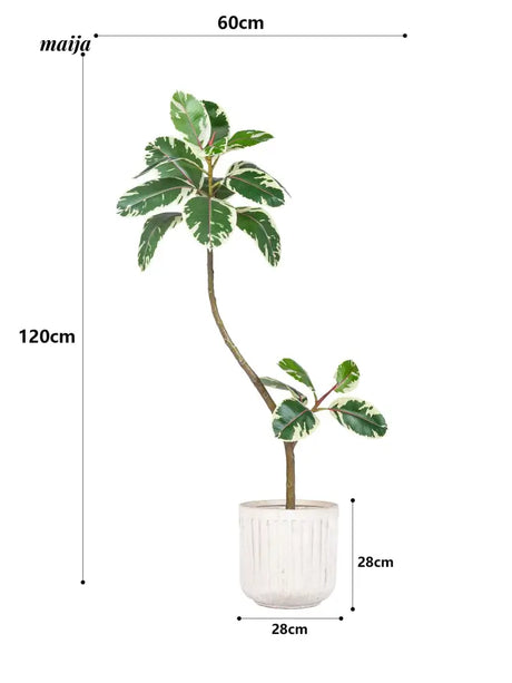 Artificial Golden Banyan Rubber Plant from maija