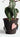 CIIREALS Love Tanabata Ceramic Planter from maija