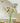 LIVETAI Creative Assembly Toy Flower from maija