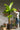 Artificial Large Leaf Banana Tree from maija