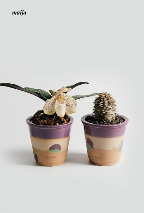 CIIREALS Eggplant Ceramic Planter from maija