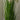 Artificial Reed Grass Plant from maija