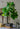 Artificial Loquat Plant from maija
