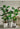 Artificial Monstera Plant from maija