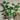 Artificial Monstera Plant from maija