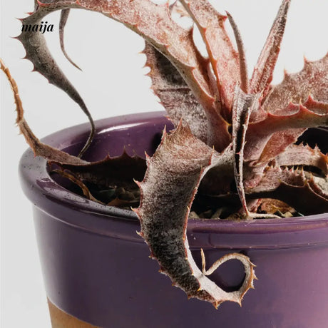 CIIREALS Eggplant Ceramic Planter from maija