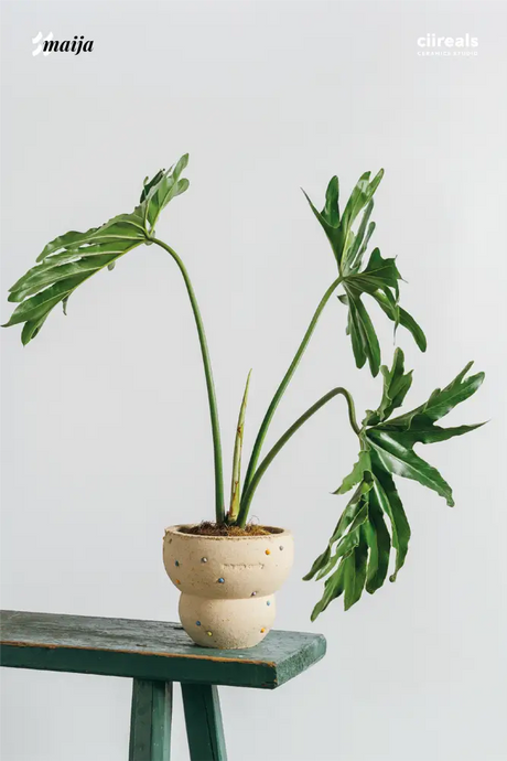 CIIREALS Fish Eye Candy Ceramic Planter from CIIREALS