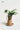 CIIREALS Root Tuber Ceramic Planter from CIIREALS