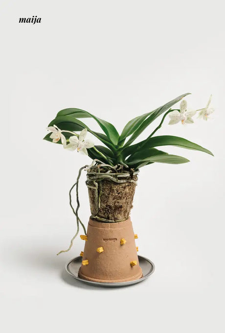 CIIREALS Root Tuber Ceramic Planter from CIIREALS