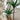 LOU Monkey Head Fern Artificial Plant from LOU