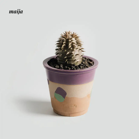 CIIREALS Eggplant Ceramic Planter from maija