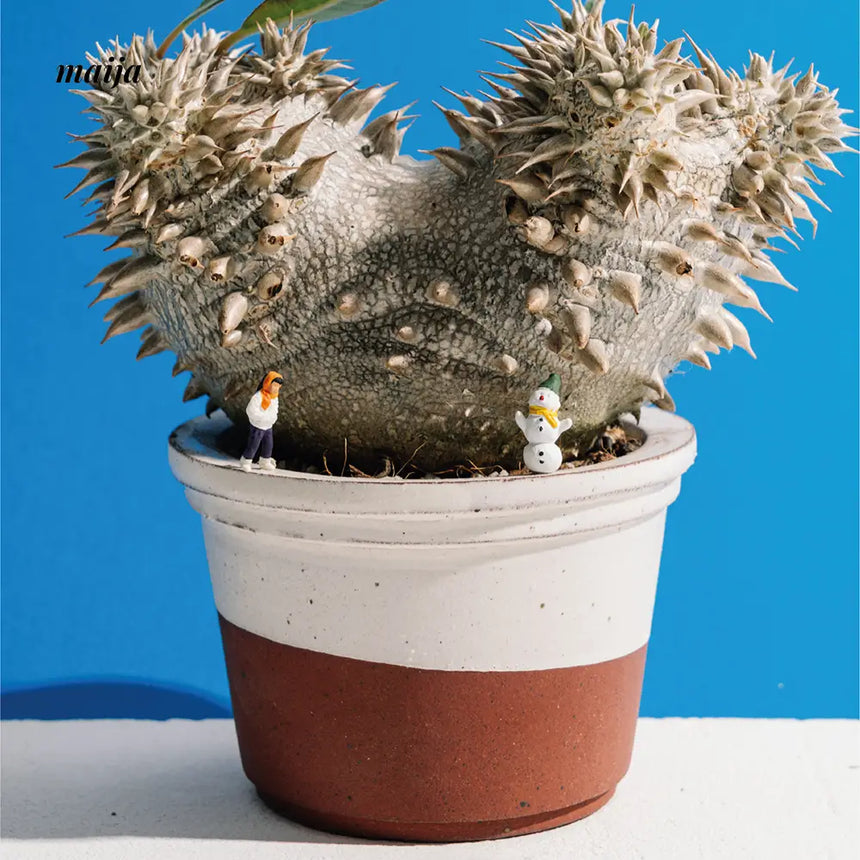 CIIREALS  Icing Ceramic Planter from CIIREALS