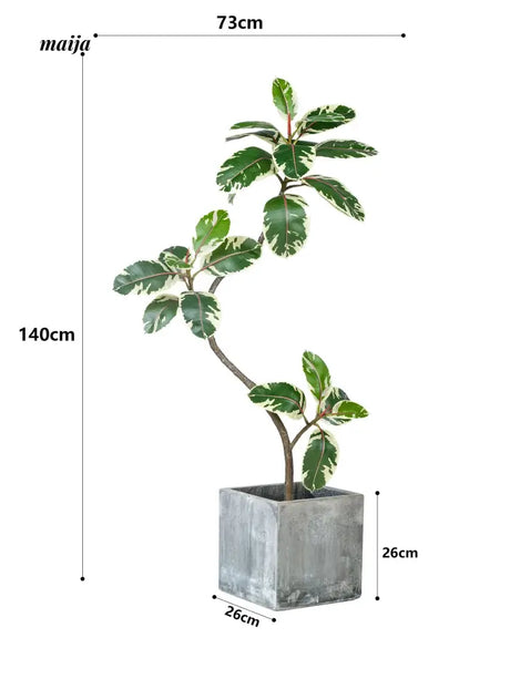 Artificial Golden Banyan Rubber Plant from maija
