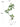 Artificial Golden Banyan Rubber Plant from maija
