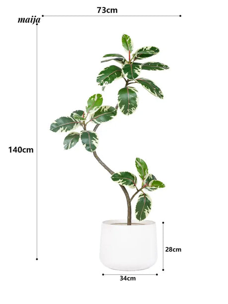 Artificial Golden Banyan Rubber Plant from maija