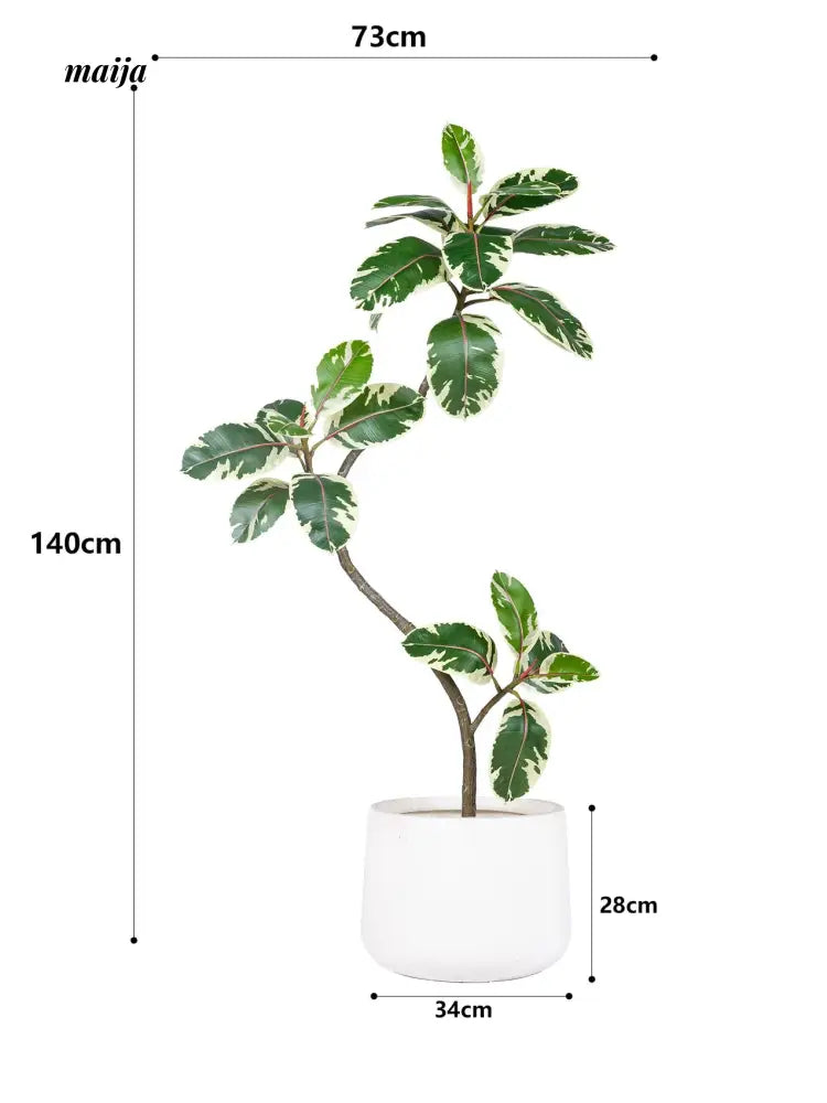 Artificial Golden Banyan Rubber Plant from maija
