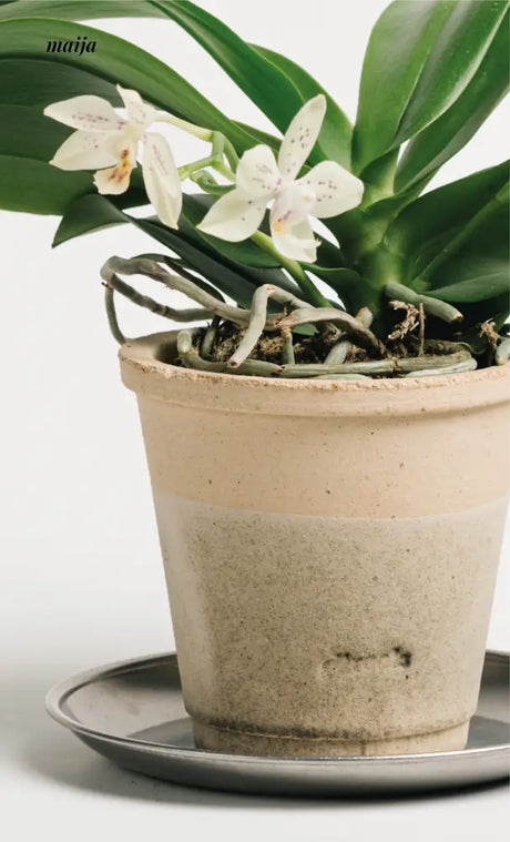CIIREALS Overnight Toast Ceramic Planter from maija