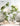Artificial Golden Banyan Rubber Plant from maija
