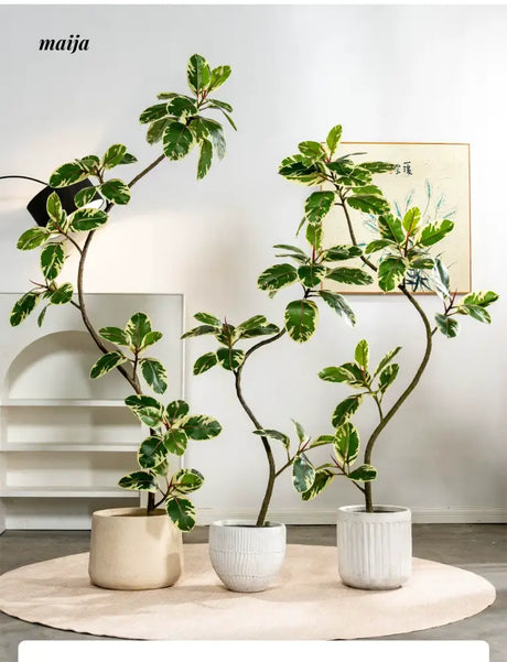 Artificial Golden Banyan Rubber Plant from maija