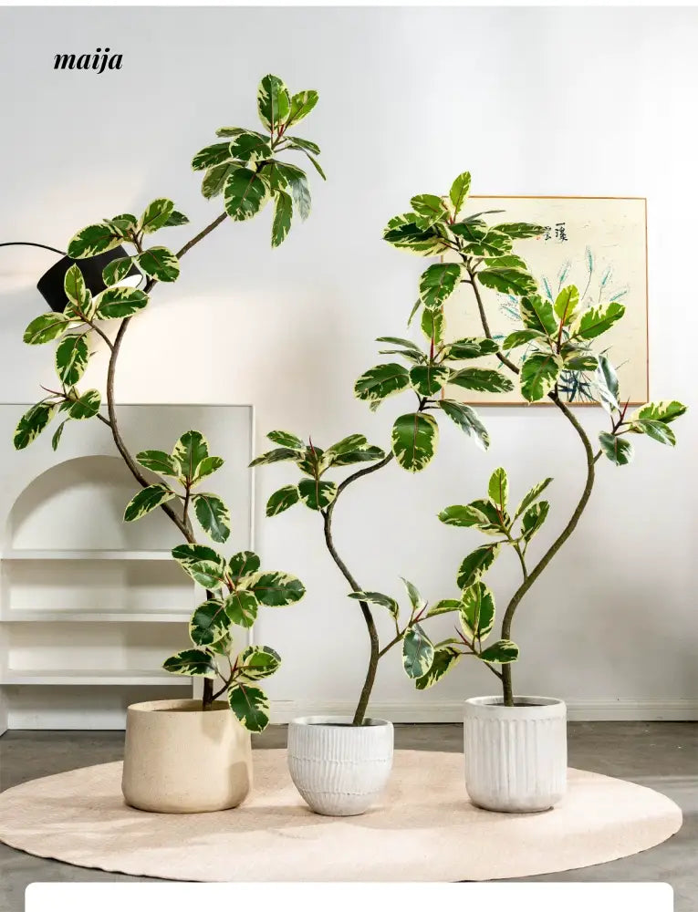 Artificial Golden Banyan Rubber Plant from maija