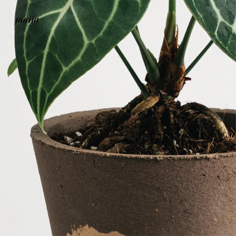 CIIREALS  Pigment Ceramic Planter from CIIREALS