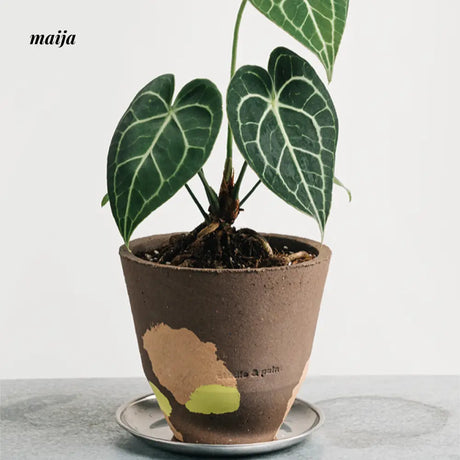 CIIREALS  Pigment Ceramic Planter from CIIREALS