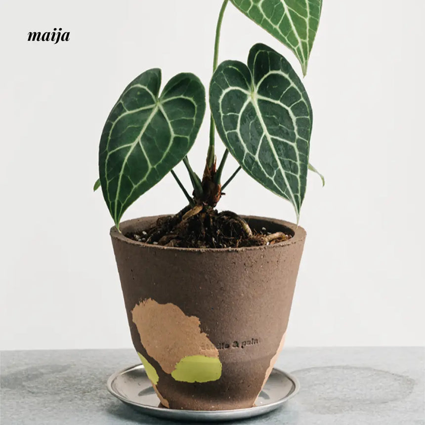 CIIREALS  Pigment Ceramic Planter from CIIREALS