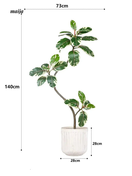Artificial Golden Banyan Rubber Plant from maija
