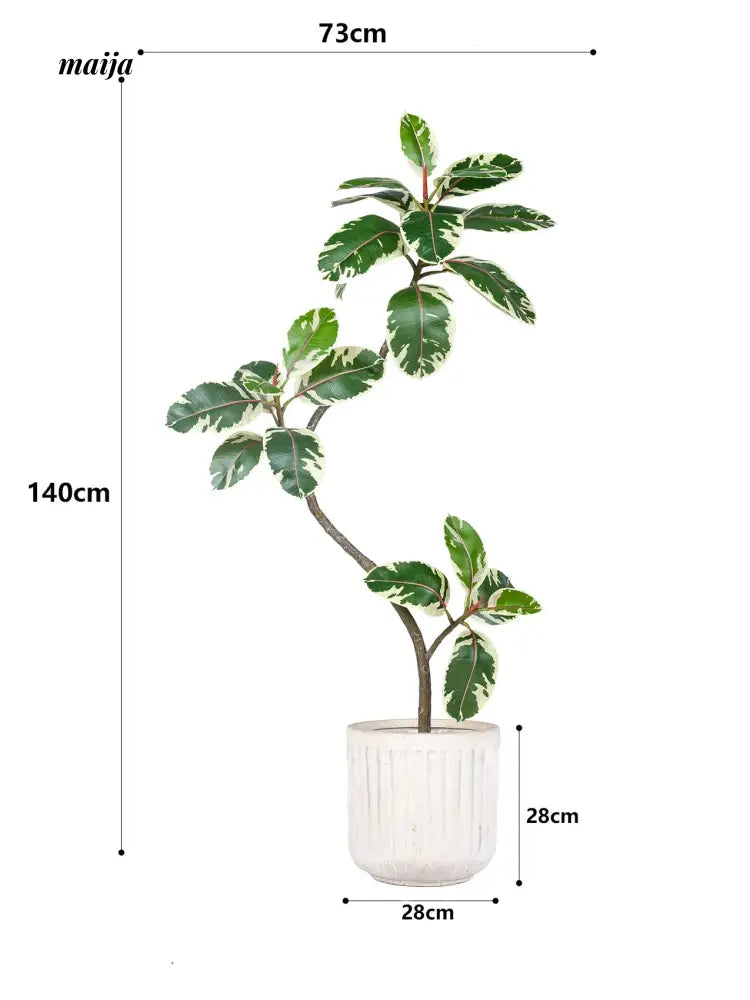 Artificial Golden Banyan Rubber Plant from maija