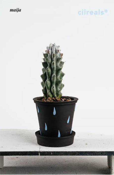CIIREALS Raindrop Ceramic Planter from maija