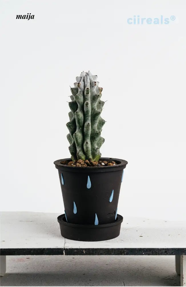 CIIREALS Raindrop Ceramic Planter from maija