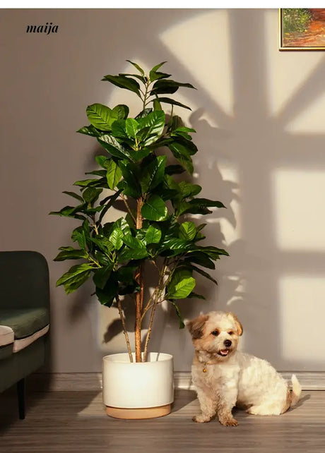 Artificial Rubber Plant from maija