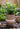JUHAN Sakura Haruki Large Breathable Flowerpot from JUHAN